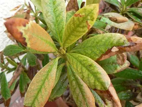 atacul ciupercii rododendron