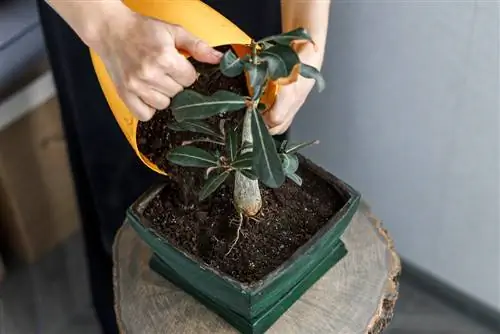 bonsai qo'ziqorinlari bilan zararlanish