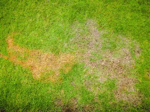 Lawn fungal infestation: causes, symptoms and solutions