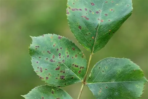 infestation ng rose fungus