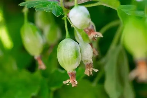 gooseberry የፈንገስ ጥቃት