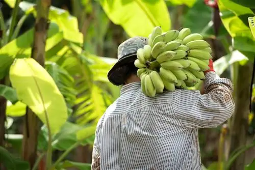 Bananai jūsų sode: kada vaisiai būna sezono metu?