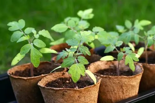 Hardening off tomatoes: step by step instructions