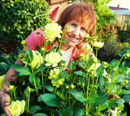 Knyp dahlias effektief: stap-vir-stap instruksies