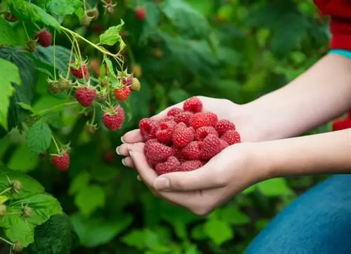 sezonul fructelor de pădure