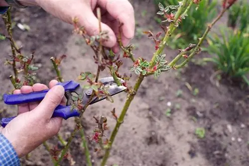 Pellizcar rosas con éxito: instrucciones paso a paso