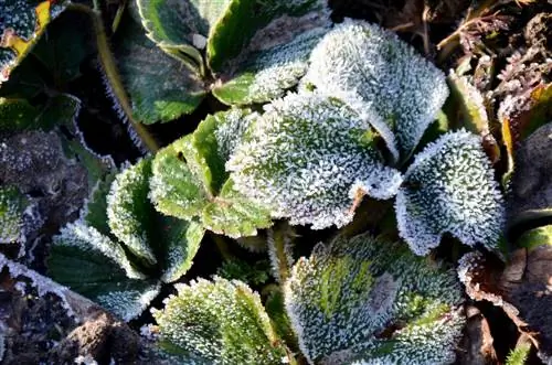 Ice Saints: Facts, tips and protection against late frost damage