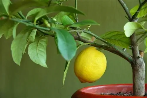 profilo dell'albero di limone