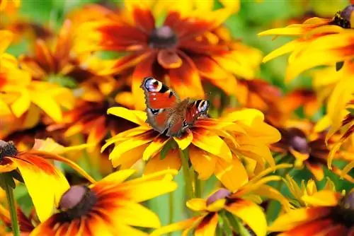 Papillons dans le jardin : voici comment attirer les papillons colorés