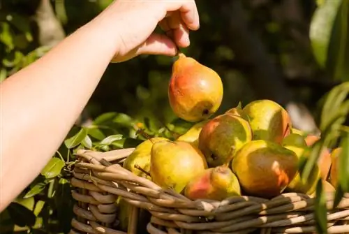 Autumn time is pear time: Everything about the season and storage