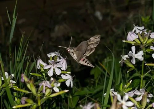 bahçedeki gece şahinleri