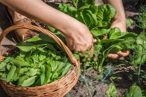 leaf spinach season