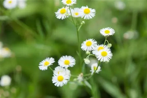 Les mauvaises herbes ressemblent à des marguerites