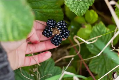 temporada de moras