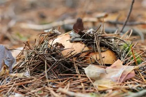 seizoen van boterchampignons