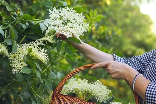 panahon ng matatandang bulaklak