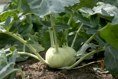 Kohlrabi sesongen