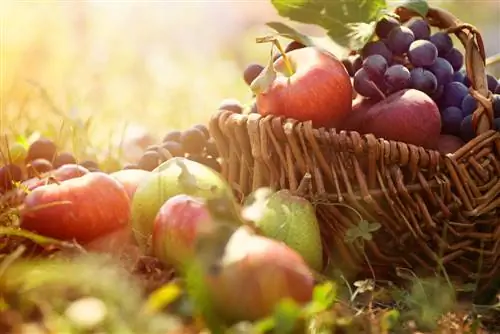 Frutas en tu propio jardín: ¿Qué frutas están en temporada y cuándo?