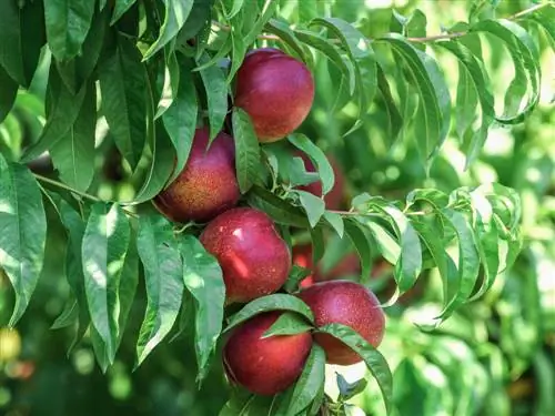 nectarine ወቅት