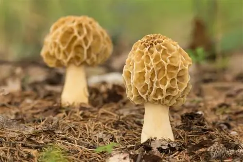 Morels: Mövsüm nə vaxt başlayır və onları necə tapa bilərəm?