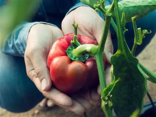 Temporada del pimiento: cuándo cosechar y tiempos óptimos de maduración