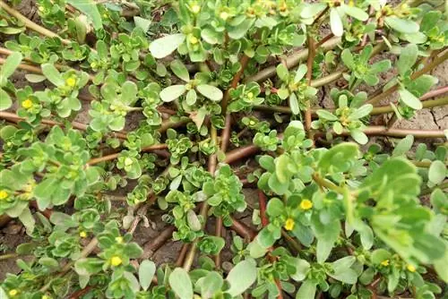 Purslane plant: cultivation, harvest and storage throughout the year