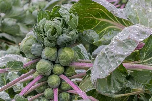 Brussels sprouts season