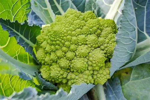 romanesco szezon