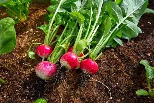 Msimu wa radish: Kila kitu kuhusu kilimo, utunzaji na kuvuna