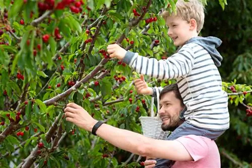 Kila kitu kuhusu msimu wa cherry: kuanzia kuchanua hadi kuvuna