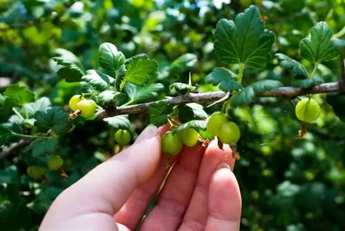 gooseberry season