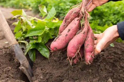 Saldžiųjų bulvių sezonas: kada prasideda derliaus sezonas?