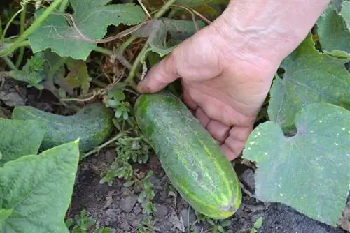 Cultivo de pepino estofado: todo sobre variedades, ubicación y temporada