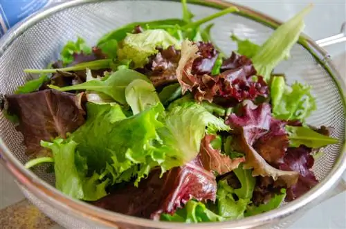 drying lettuce