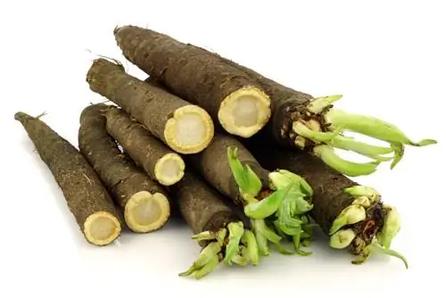 zamrzovanje salsify