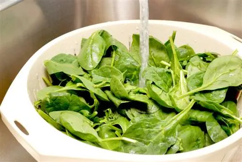 Wash spinach