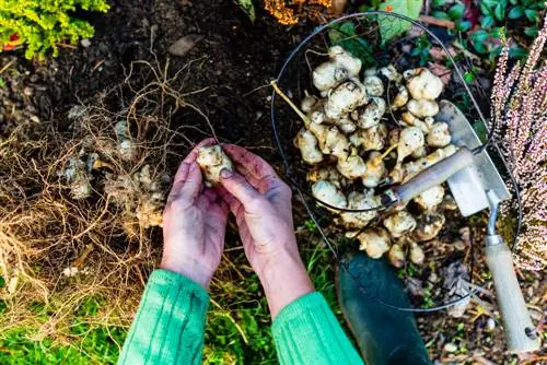 Jerusalem artichoke season: Kailan ang pinakamagandang panahon ng pag-aani?