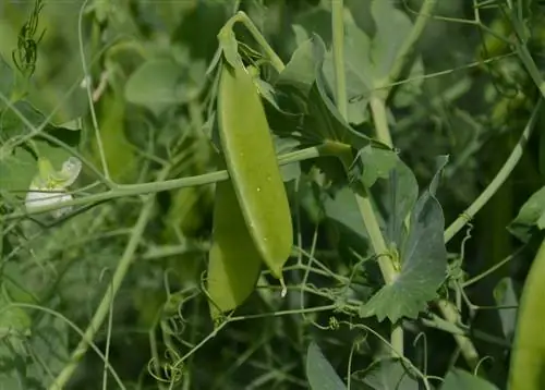 Sugar snap peas: Kailan ang pinakamagandang panahon para palaguin ang mga ito?