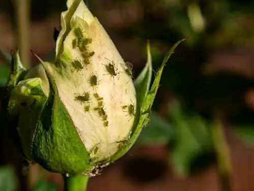 Reconèixer i combatre les plagues de les flors: així funciona