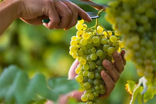 Growing and harvesting grapes: when is the season?