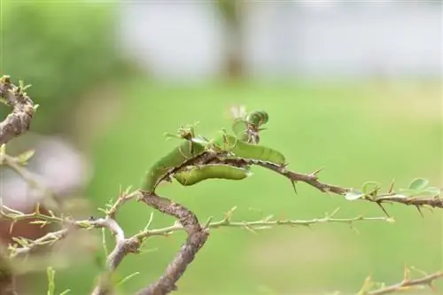 mga peste ng bonsai