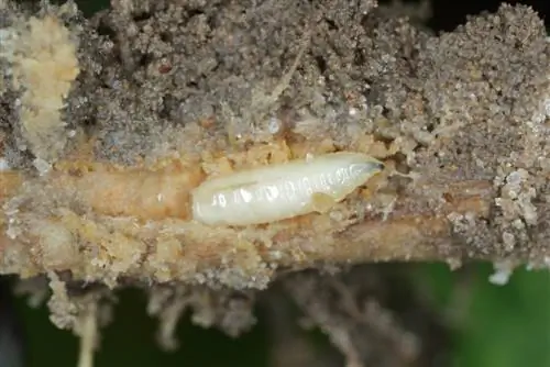 Plagas de la coliflor: cómo proteger tu cosecha