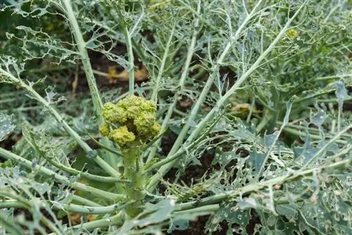 Bekämpning av broccoliskadegörare: effektiva metoder och tips