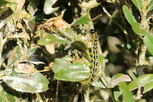 buxus ongedierte