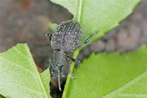 parassiti di coleotteri