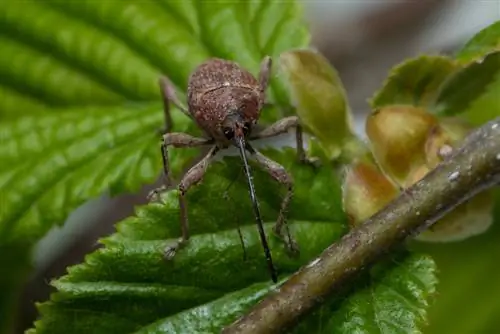 Plagues de l'avellana: detectar, prevenir i combatre