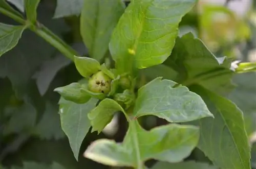 dahlia pests