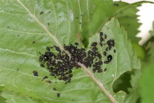 Ciliegie: riconosci e combatti con successo i parassiti