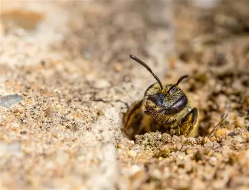 savvaļas bites apmetas