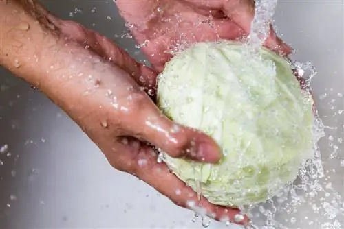 Wash white cabbage Wash white cabbage